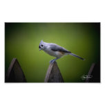 Vogel-Wand-Dekor Georgia wilder und Kunst-Foto