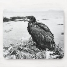 Vogel-Weißkopfseeadler im Nest Mauspads