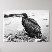 Vogel-Weißkopfseeadler im Nest Plakate