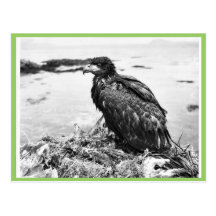 Vogel-Weißkopfseeadler im Nest Postkarten