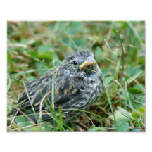 Vogelbaby photographischer Druck 10 x 8