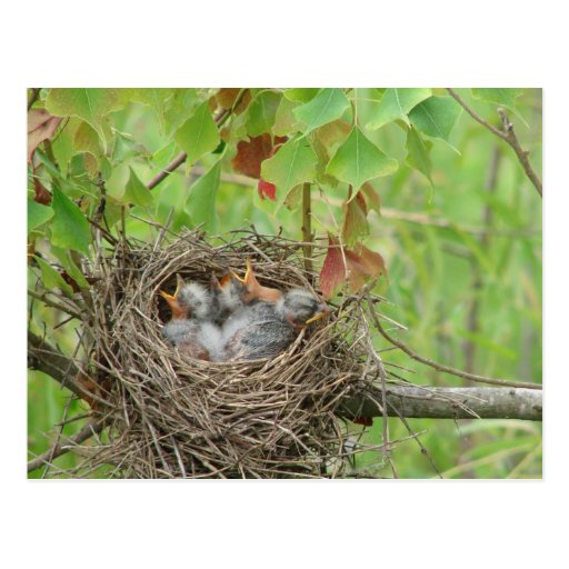 Vogelbabys Postkarte