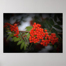 Vogelbeeren Poster