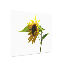 Von hinten beleuchtete Sonnenblume Galerie Faltleinwand
