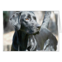 Wachsame schwarze Labrador-Gruß-Karte