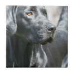 Wachsame schwarze Labrador retriever-Hundefliese