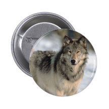 Wachsamer Wolf Buttons