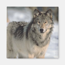 Wachsamer Wolf Kühlschrankmagnet