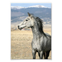 Wachsames Pferde12x18 Photodruck