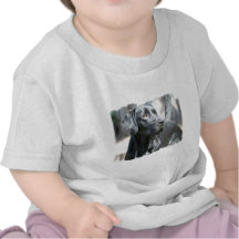 Wachsames schwarzes Labrador-Baby-T-Shirt