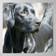 Wachsames schwarzes Labrador retriever-Hundeplakat
