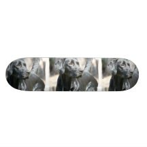 Wachsames schwarzes Labrador retriever-HundeSkateb Skateboardbretter
