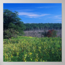 Wachusett Wiesen-Feld und Teich Plakatdrucke