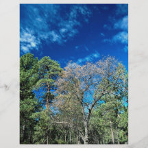 Wald auf Mt. Laguana, Cleveland-Staatspark, Ohio, Flyerdruck