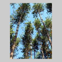 Wald der roten Kiefer poster