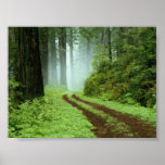 Wald Posterdrucke