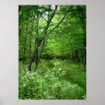 Waldweg Plakat