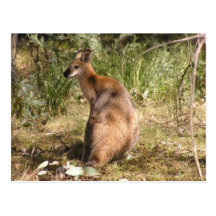 Wallaby Postkarten