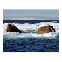 Walrosse in Storoya, Svalbard Postkarten