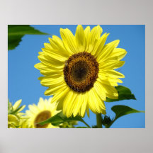 Wand-Kunst-Sonnenblume-Kunst druckt blauer Himmel- Plakatdruck