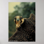 Wanderfalke Plakatdrucke