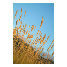 Wandernde wilde Weide Photographischer Druck