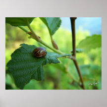 Wanze Plakatdruck