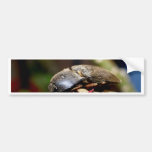 Wanzeninsekt   in der Natur Autosticker
