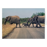 Warum kreuzte der Elefant die Straße? (1) Karten