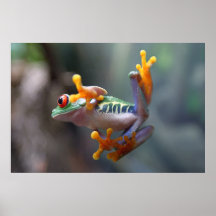 Was ist los? Frosch Poster