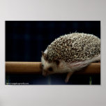 Was ist unten dort? Plakat