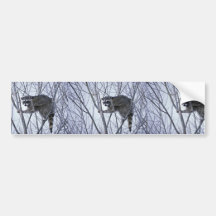 Waschbär Auto Sticker