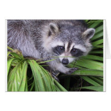 Waschbär Grußkarten
