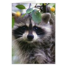 Waschbär in der Crabapple Baum-leeren Karte