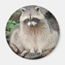 Waschbär Kühlschrankmagnet