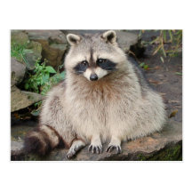 Waschbär-Postkarte