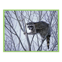 Waschbär Postkarten
