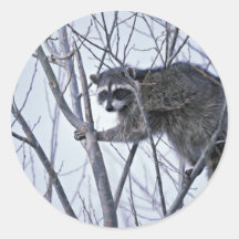 Waschbär Runder Sticker