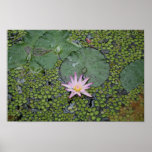 Wasser-Lilienplakat