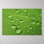 Wassertropfen auf Blatt Plakatdrucke