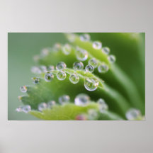 Waterdrops Plakatdruck