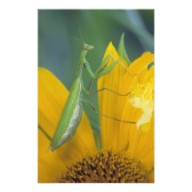 Weiblicher betender Mantis mit Eibeutel an Fotografische Drucke