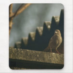 Weiblicher Haus-Spatz Mauspads