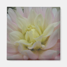 Weich rosa und gelbe Dahlie Kühlschrankmagnete