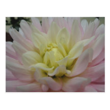 Weich rosa und gelbe Dahlie Postkarten