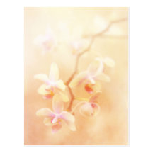 Weich verblaßte Orchideen Postkarte