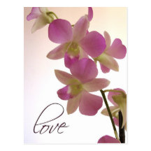 Weiche lila Orchidee Postkarten