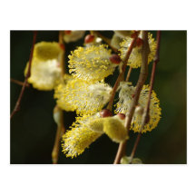 Weide knospt Postkarte