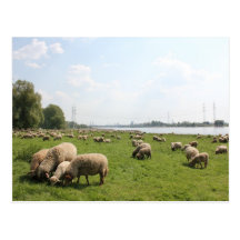 Weiden lassen der Schafe durch den Rhein Postkarte