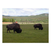 Weiden lassen des hölzernen Bisons Foto Druck